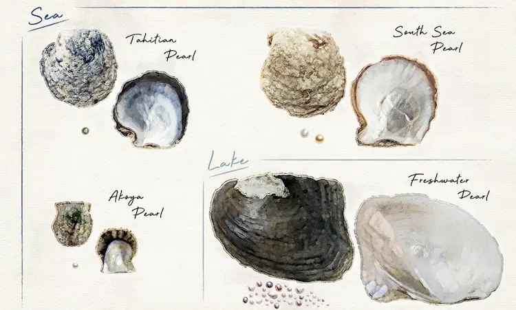 7 Terrific Reasons to Choose The Pearl Source for Wholesale Pearls 1 Discover The Pearl Source: Your Ultimate Pearl Guide