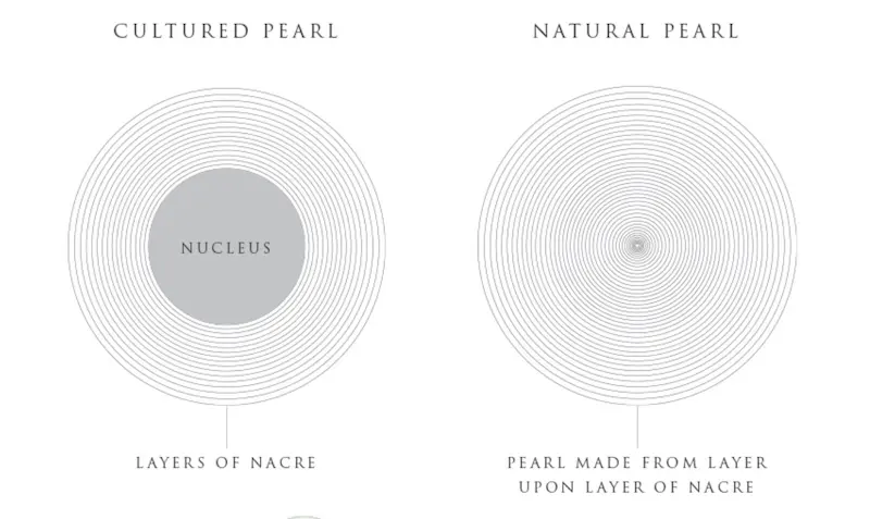 How Many Pearls Can an Oyster Produce?